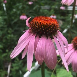 Meet your Posher, Majidah